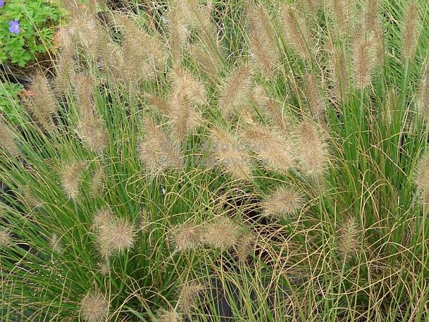 Pennisetum alopecuroides 'Compressum' - dochan psárkovitý, vousatec