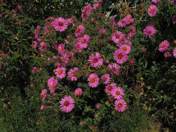 Aster novaea-angliae - hvězdnice novoanglická Aster novaea-angliae - hvězdnice novoanglická