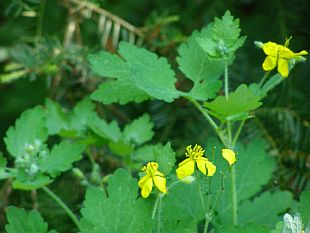 Chelidonium majus - vlaštovičník větší