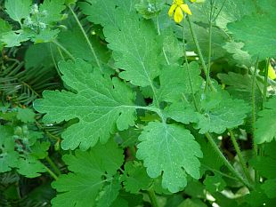 Chelidonium majus - vlaštovičník větší
