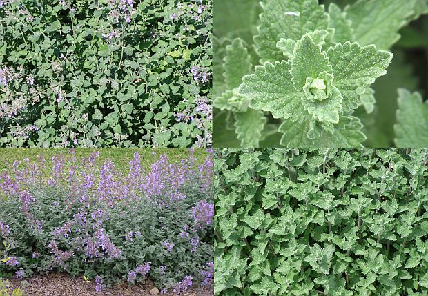 Nepeta - šanta