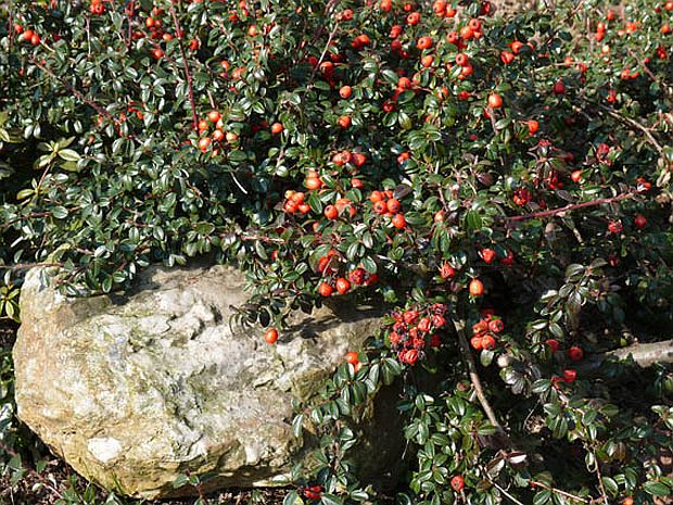 Cotoneaster - skalník (PROVOBIS) Cotoneaster - skalník (PROVOBIS)