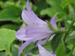 Adenophora confusa 'Hemelstraling' - zvonovec Adenophora confusa 'Hemelstraling' - zvonovec