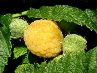 Rubus idaeus 'Poranna Rosa' - malina žltá (KOHAPLANT) Rubus idaeus 'Poranna Rosa' - malina žltá (KOHAPLANT)