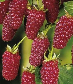 Rubus x 'Tayberry' - malinoostružina