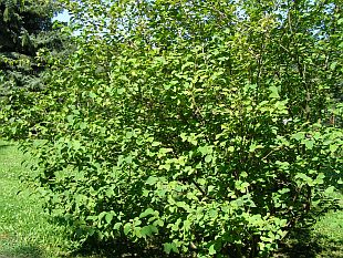 Nenáročné keře: Corylopsis pauciflora - lískovníček chudokvětý 