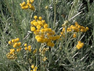 Helichrysum italicum - smil italský, kari koření