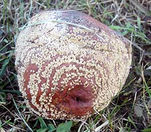 Rostlinolékař: plod jabloně zničený miniliovou hnilobou Monilinia fructigena (KOHAPLANT)