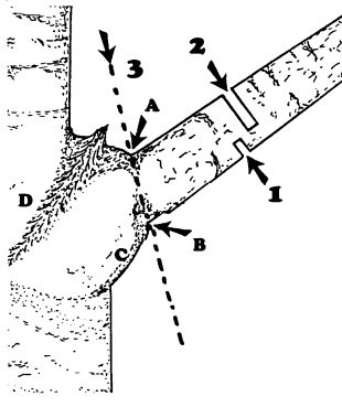 Výchovný řez stromů: řez na větevní límeček A-B a metoda řezu 'ma třikrát' 1-3 [Shigo 1994) (ZPK) 