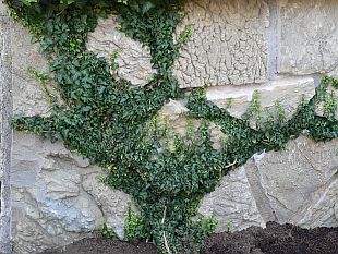 Stálezelené dřeviny: Hedera helix ´Spetchley´ (TIP ZC CS)