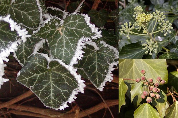 Hedera helix - břečťan popínavý