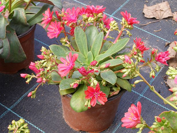 Lewisia cotyledon - levisie květnatá