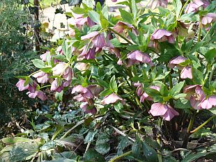 Helleborus purpurascens - čemeřice nachová (TIP ZC CS)