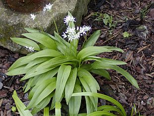 Allium ursinum - česnek medvědí