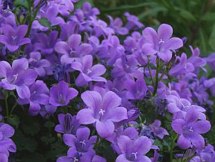 Campanula portenschlagiana - zvonek dalmatský