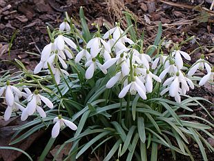 Galanthus nivalis - sněženka podsněžník Galanthus nivalis - sněženka podsněžník