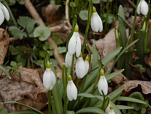 Galanthus nivalis - sněženka podsněžník Galanthus nivalis - sněženka podsněžník