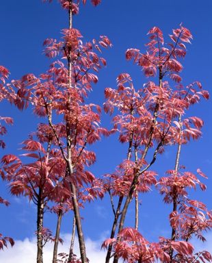 Toona sinensis 'Flamingo' - česnekovník čínský