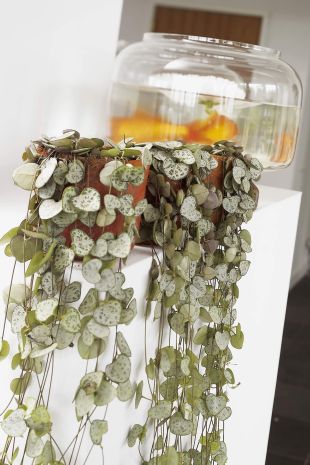 Přesazování pokojových rostlin: Ceropegia (TIP ZC CS)