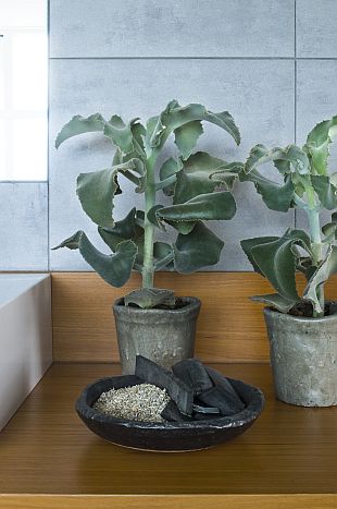 Přesazování pokojových rostlin: Kalanchoe beharensis (TIP ZC CS)