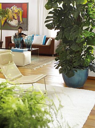 Přesazování pokojových rostlin (TIP ZC CS)