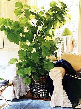 Přesazování pokojových rostlin: Sparmania (TIP ZC CS)