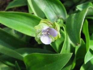 Murdannia loliformis - pekingská tráva, Ya - Pak - King