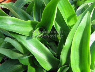Murdannia loliformis - pekingská tráva, Ya - Pak - King
