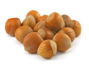 Březen: plody lísky se vytvářejí na mladých výhonech (PROVOBIS)