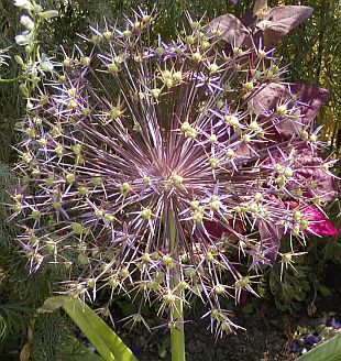 Allium giganteum - česnek obrovský
