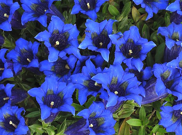 Tajuplné a kouzelné rostlinky jara: hořec