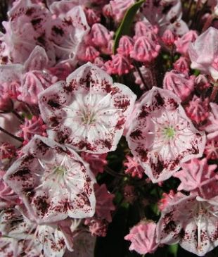 Kalmia latifolia 'Ginkona' - mamota širokolistá Kalmia latifolia 'Ginkona' - mamota širokolistá