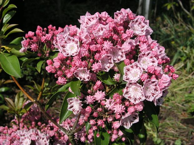 Kalmia latifolia 'Ginkona' - mamota širokolistá Kalmia latifolia 'Ginkona' - mamota širokolistá