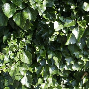 Hedera helix 'Hibernica' - břečťan popínavý