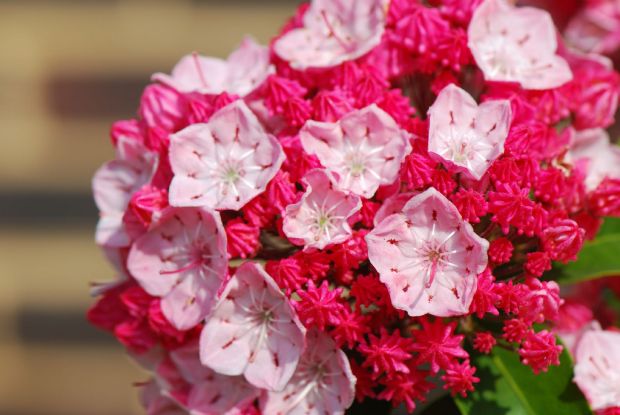 Kalmia latifolia 'Heart of Fire' - mamota širokolistá Kalmia latifolia 'Heart of Fire' - mamota širokolistá