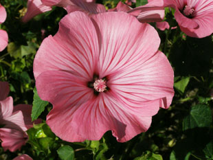 Lavatera trimestris - slézovec tříměsíční