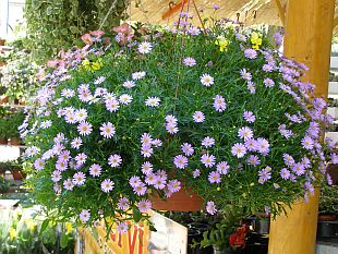Brachycome iberidifolia - všelicha štěničníkolistá