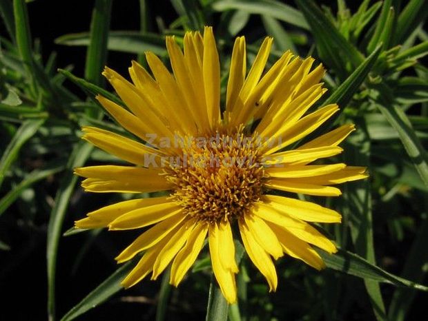 Inula ensifolia - oman mečolistý