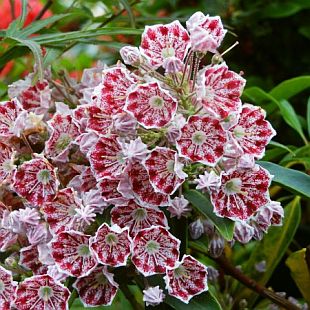 Kalmia latifolia 'Olympic Wedding' - mamota širokolistá Kalmia latifolia 'Olympic Wedding' - mamota širokolistá