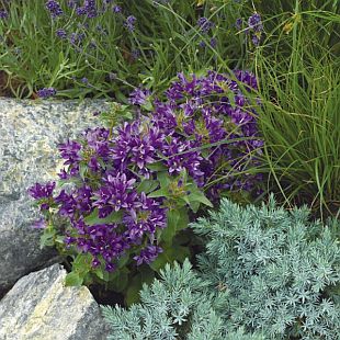 Campanula glomerata 'Bellefleur' ™ - zvonek