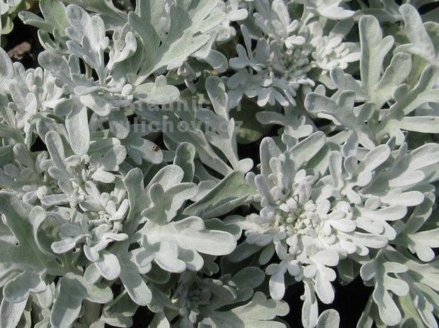 Artemisia stelleriana 'Boughton Silver' - pelyněk Artemisia stelleriana 'Boughton Silver' - pelyněk