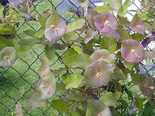 Vůně v zahradě: Lonicera caprifolium