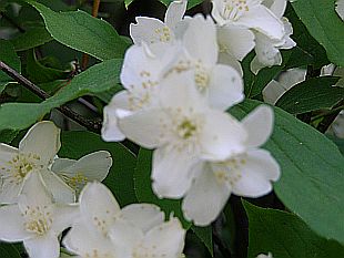 Vůně v zahradě: Philadelphus Vůně v zahradě: Philadelphus