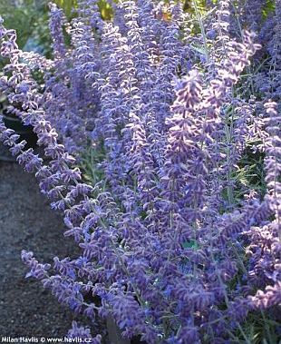 Perovskia 'Blue Spire' - perovskie