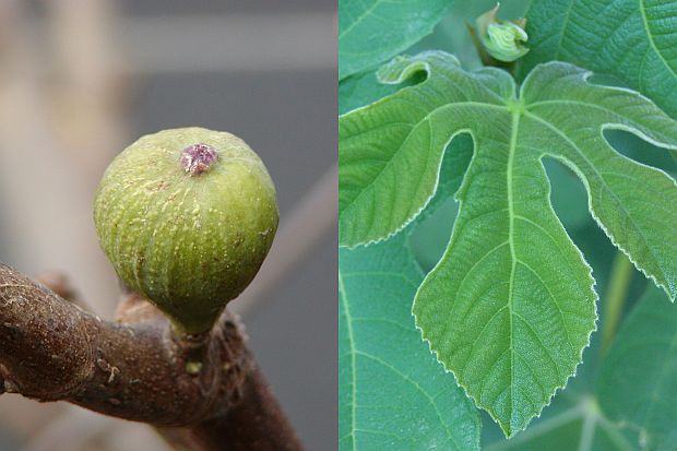Ficus carica - fíkovník smokvoň