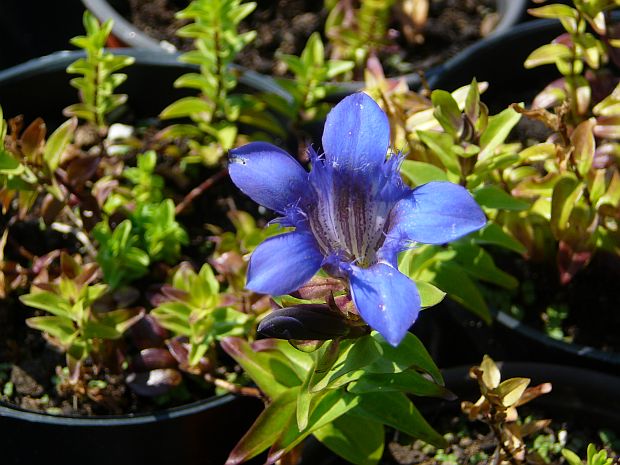 Gentiana septemfida lagodechiana - hořec sedmiklaný