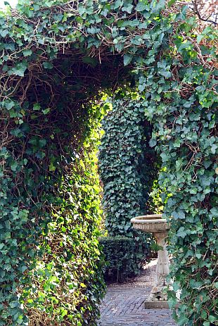 Hedera helix - břečťan popínavý