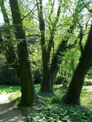 Hedera helix - břečťan popínavý