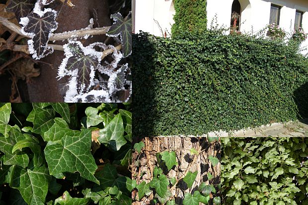 Hedera helix - břečťan popínavý