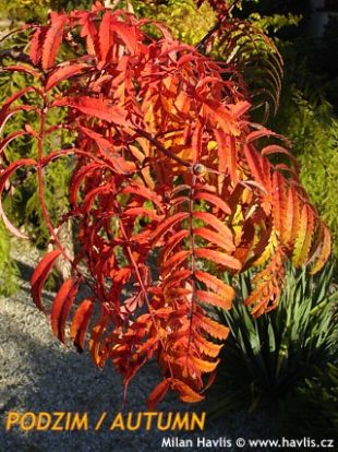 Sorbus cashmiriana 'Chinese Lace' - jeřáb kašmírský